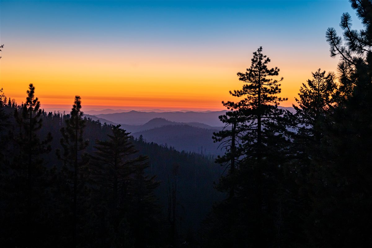 Pine Silhouettes at Dusk Print